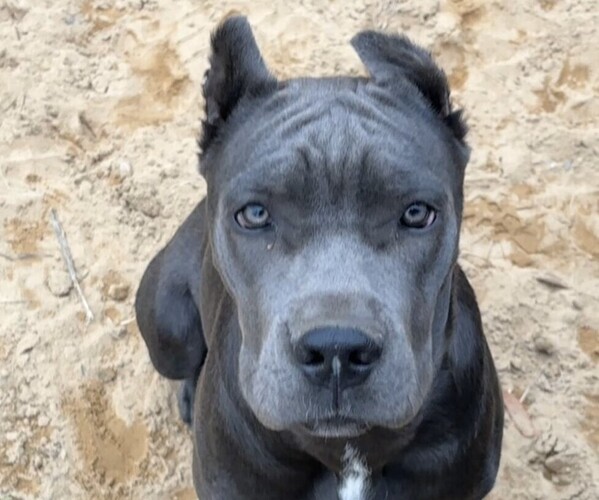 Medium Photo #4 Cane Corso Breeder Profile in REEVESVILLE, SC, USA