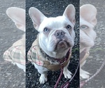 Small Photo #2 Faux Frenchbo Bulldog Breeder Profile in HOODSPORT, WA, USA