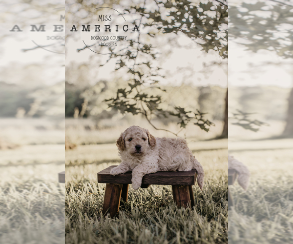 Medium Photo #3 Goldendoodle (Miniature) Breeder Profile in ASH GROVE, MO, USA