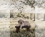 Small Photo #3 Goldendoodle (Miniature) Breeder Profile in ASH GROVE, MO, USA