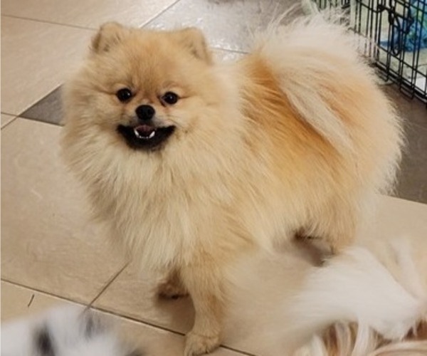 Medium Photo #3 Pomeranian Breeder Profile in MENIFEE, CA, USA