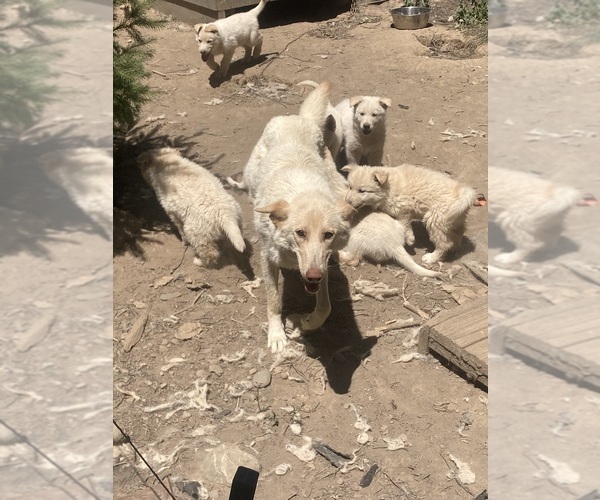 Medium Photo #17 Swiss Shepherd-Timber Wolf Mix Breeder Profile in MAD RIVER, CA, USA