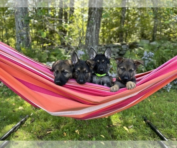 Medium Photo #5 German Shepherd Dog Breeder Profile in PERKINSVILLE, VT, USA