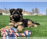 Small Photo #4 German Shepherd Dog Breeder Profile in PINON HILLS, CA, USA
