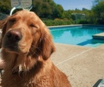 Small Photo #3 Golden Retriever Breeder Profile in SHINGLE SPRINGS, CA, USA