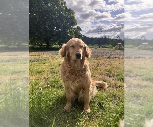 Medium Photo #1 Golden Retriever Breeder Profile in JUNCTION CITY, OR, USA