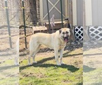 Small Photo #1 Anatolian Shepherd-English Mastweiler Mix Breeder Profile in IRWIN, PA, USA