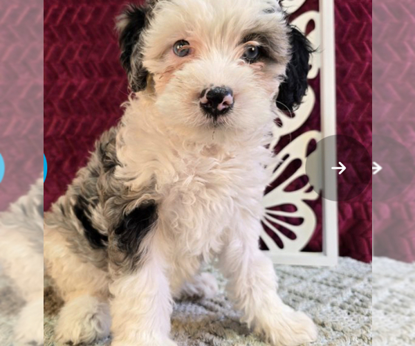 Medium Photo #3 Bernedoodle (Miniature) (+ Poodle Miniature) Breeder Profile in BREA, CA, USA
