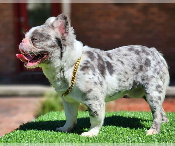 Medium Photo #1 French Bulldog Breeder Profile in BLACKSHEAR, GA, USA