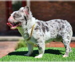 Small Photo #1 French Bulldog Breeder Profile in BLACKSHEAR, GA, USA