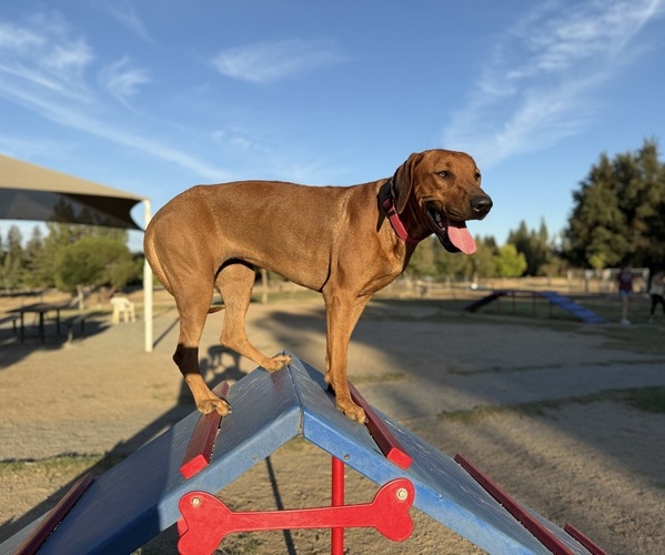 Medium Photo #7 Labrador Retriever-Rhodesian Ridgeback Mix Breeder Profile in FRESNO, CA, USA