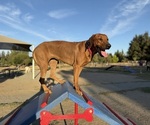 Small Photo #7 Labrador Retriever-Rhodesian Ridgeback Mix Breeder Profile in FRESNO, CA, USA