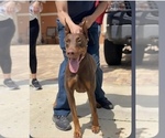 Small Photo #5 Doberman Pinscher Breeder Profile in CLAIR MEL, FL, USA