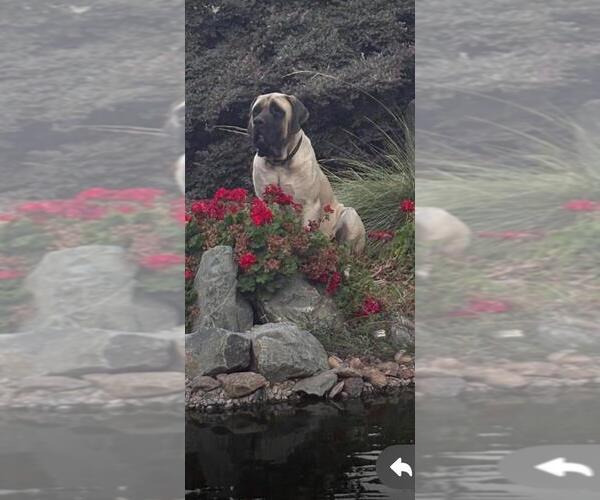 Medium Photo #5 Mastiff Breeder Profile in ATWATER, CA, USA