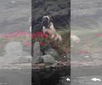 Small Photo #5 Mastiff Breeder Profile in ATWATER, CA, USA