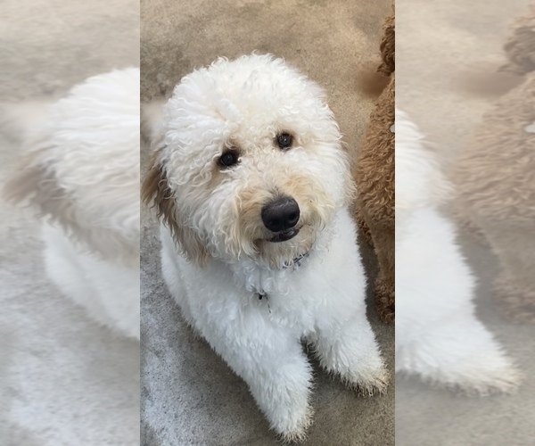 Medium Photo #1 Goldendoodle Breeder Profile in BREA, CA, USA