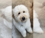 Small Photo #2 Goldendoodle Breeder Profile in BREA, CA, USA