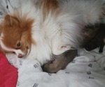 Small Photo #7 Pomeranian Breeder Profile in MENIFEE, CA, USA