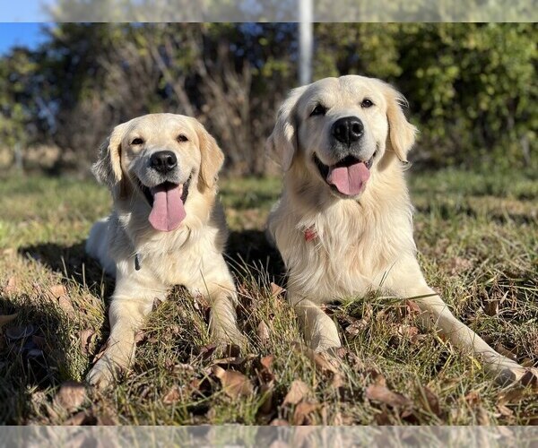 Medium Photo #5 English Cream Golden Retriever Breeder Profile in DE BEQUE, CO, USA