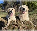 Small Photo #5 English Cream Golden Retriever Breeder Profile in DE BEQUE, CO, USA
