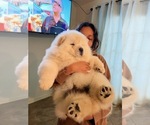 Small Photo #4 Chow Chow Breeder Profile in FONTANA, CA, USA