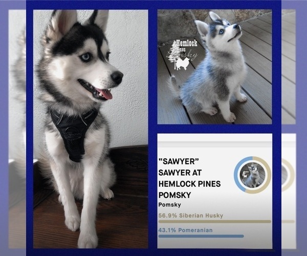 Medium Photo #1 Pomsky Breeder Profile in VENUS, PA, USA