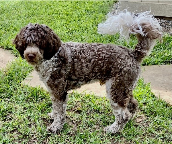 Medium Photo #1 Portuguese Water Dog Breeder Profile in BAYTOWN, TX, USA