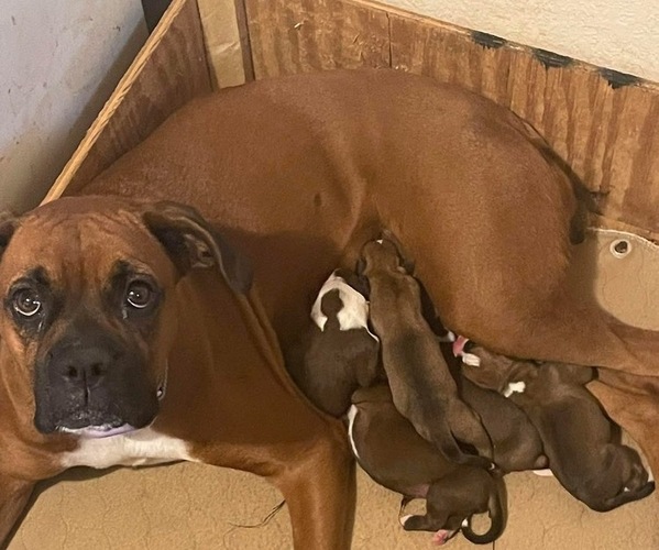 Medium Photo #1 Boxer Breeder Profile in VICTORIA, TX, USA