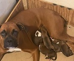 Small Photo #1 Boxer Breeder Profile in VICTORIA, TX, USA