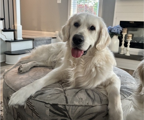 Medium Photo #1 English Cream Golden Retriever Breeder Profile in SPOTSYLVANIA, VA, USA