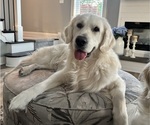 Small Photo #1 English Cream Golden Retriever Breeder Profile in SPOTSYLVANIA, VA, USA