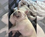 Small Photo #3 French Bulldog Breeder Profile in OPP, AL, USA