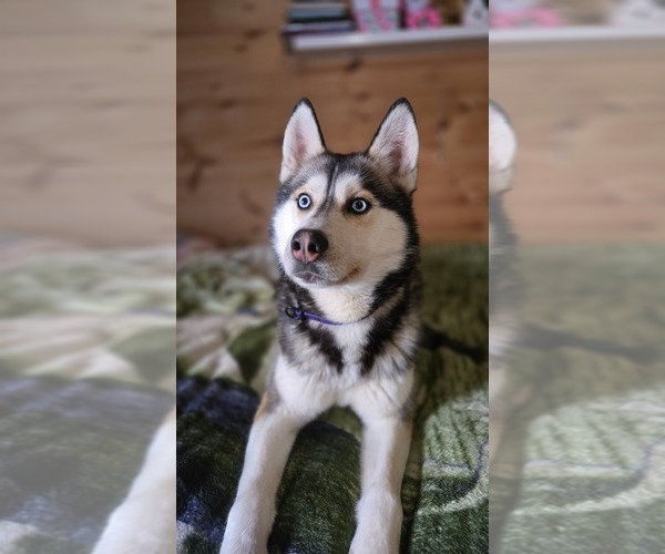 Medium Photo #1 Siberian Husky Breeder Profile in FORT PLAIN, NY, USA