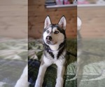 Small Photo #1 Siberian Husky Breeder Profile in FORT PLAIN, NY, USA
