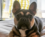 Small Photo #1 French Bulldog Breeder Profile in IRVINE, CA, USA