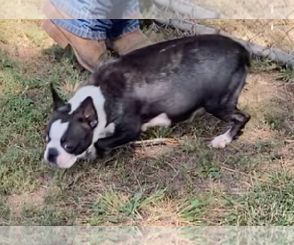 Medium Photo #3 Boston Terrier Breeder Profile in BEND, OR, USA
