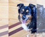 Small Photo #5 Australian Shepherd Breeder Profile in GREER, SC, USA