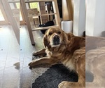 Small Photo #4 Golden Retriever Breeder Profile in ROCHESTER, MN, USA