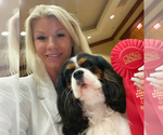 Small Photo #1 Cavalier King Charles Spaniel Breeder Profile in MIAMI, FL, USA
