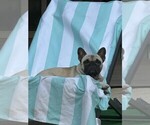 Small Photo #16 French Bulldog Breeder Profile in OPP, AL, USA