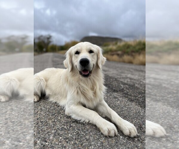 Medium Photo #1 English Cream Golden Retriever Breeder Profile in DE BEQUE, CO, USA