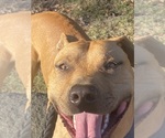 Small Photo #2 American Pit Bull Terrier Breeder Profile in CHARLOTTE, NC, USA