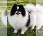 Small Photo #2 Pomeranian Breeder Profile in BLANCHARD, OK, USA