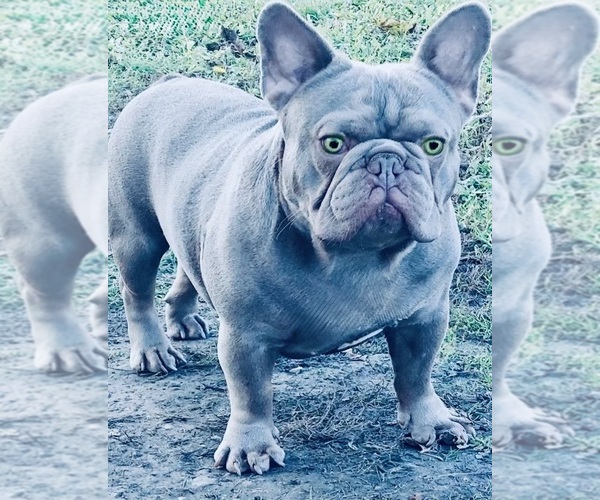 Medium Photo #2 French Bulldog Breeder Profile in NARRAGANSETT, RI, USA