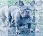 Small Photo #2 French Bulldog Breeder Profile in NARRAGANSETT, RI, USA