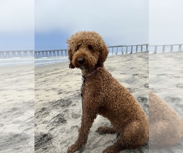 Medium Photo #5 Goldendoodle Breeder Profile in OAKLAND, CA, USA
