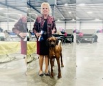 Small Photo #4 Rhodesian Ridgeback Breeder Profile in ONEIDA, TN, USA