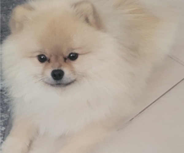 Medium Photo #1 Pomeranian Breeder Profile in MENIFEE, CA, USA