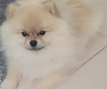 Small Photo #1 Pomeranian Breeder Profile in MENIFEE, CA, USA