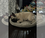 Small Photo #9 French Bulldog Breeder Profile in OPP, AL, USA